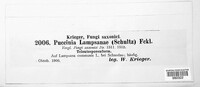 Puccinia lampsanae image